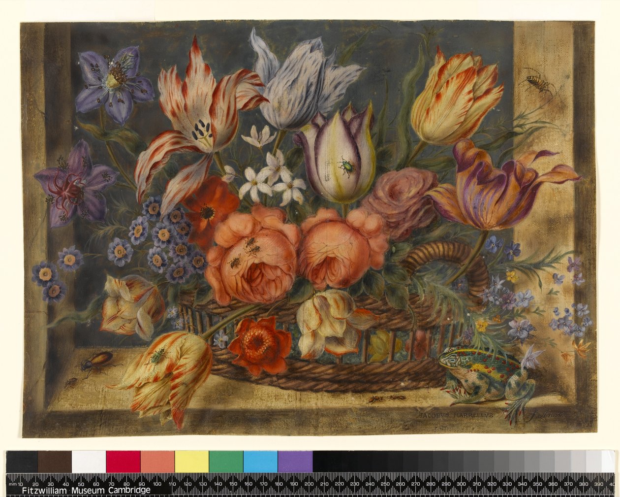 PD.796-1973 Blomster i en kurv med frøer og insekter, 1634 (wc og gouache på vellum) af Jacob Marrel