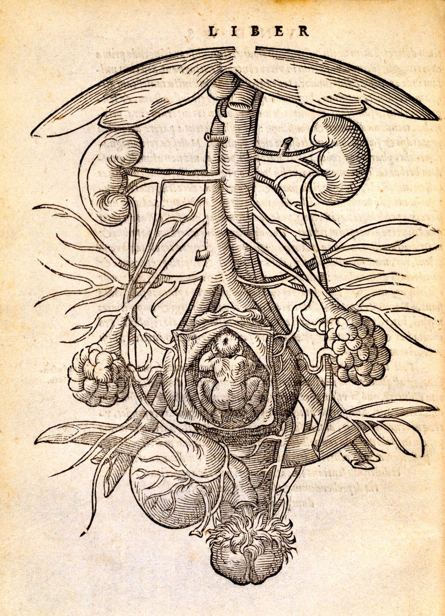 Reproduktionssystem for gravide kvinder, 1554 af Jacob Rueff