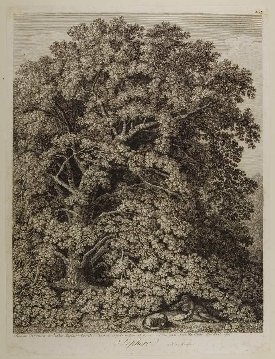 Sophora af Jacob Philippe Hackert