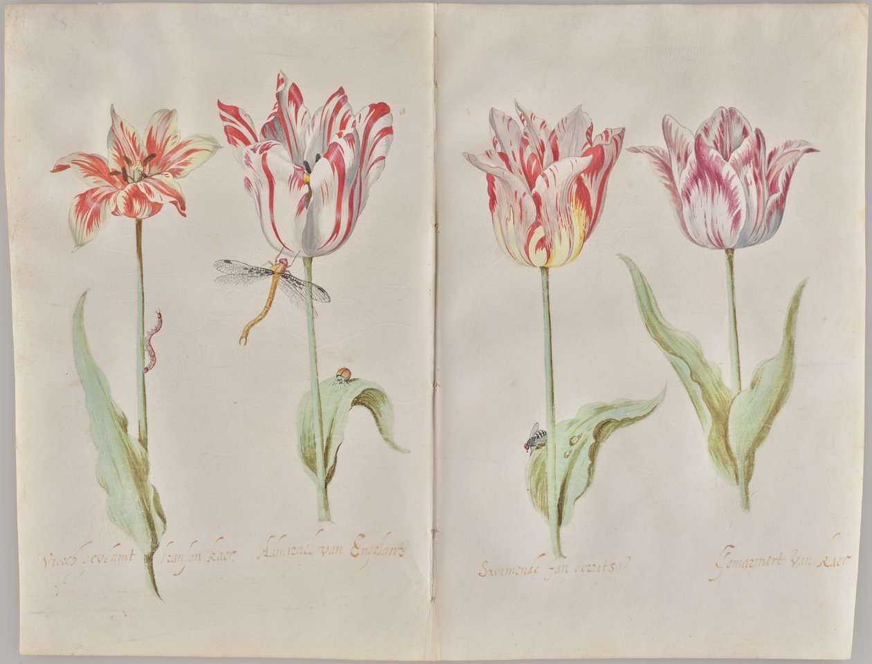 Fire tulipaner af Jacob Marrel