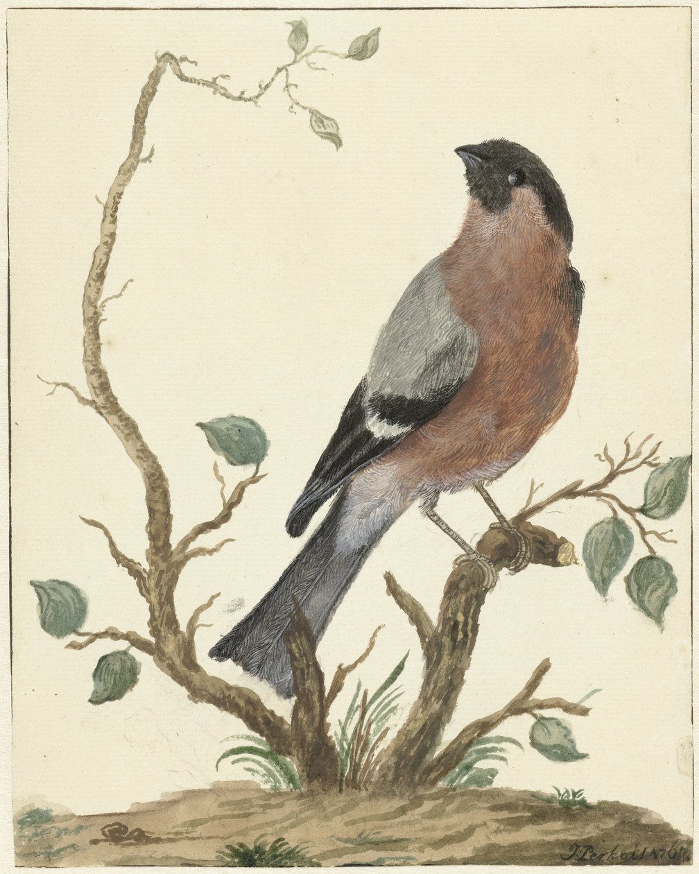 Bullfinch af Jacob Perkois