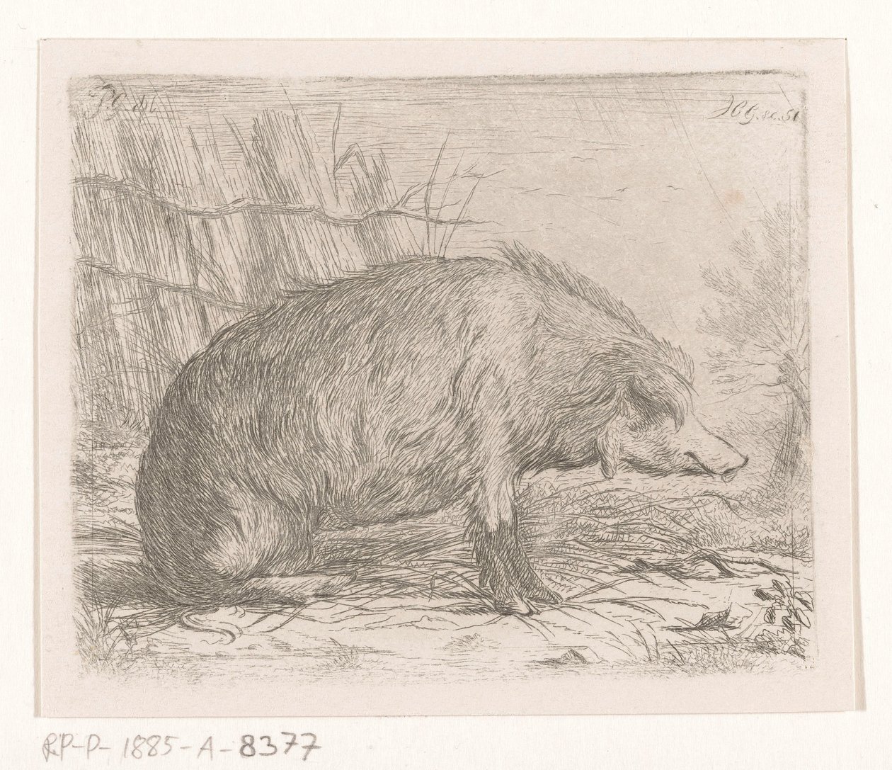 Siddende vildsvin af Jacobus Cornelis Gaal
