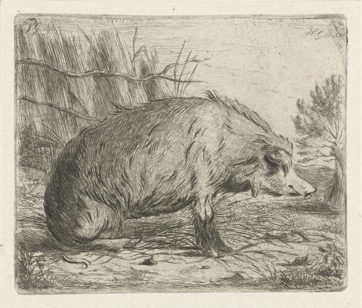 Siddende vildsvin af Jacobus Cornelis Gaal