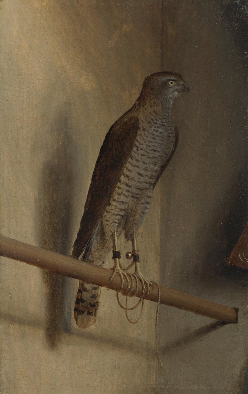 En spurvehøg af Jacopo de