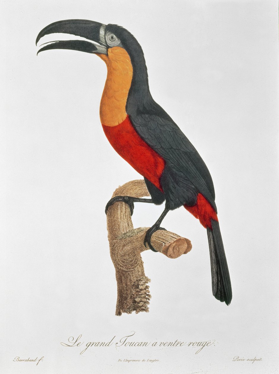 Toucan: Great Red-Bellied af Jacques Barraband af Jacques Barraband