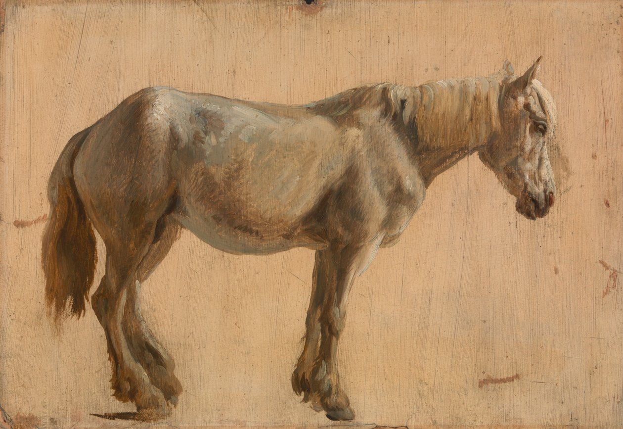 Studie af en grå hest af Jacques Laurent Agasse