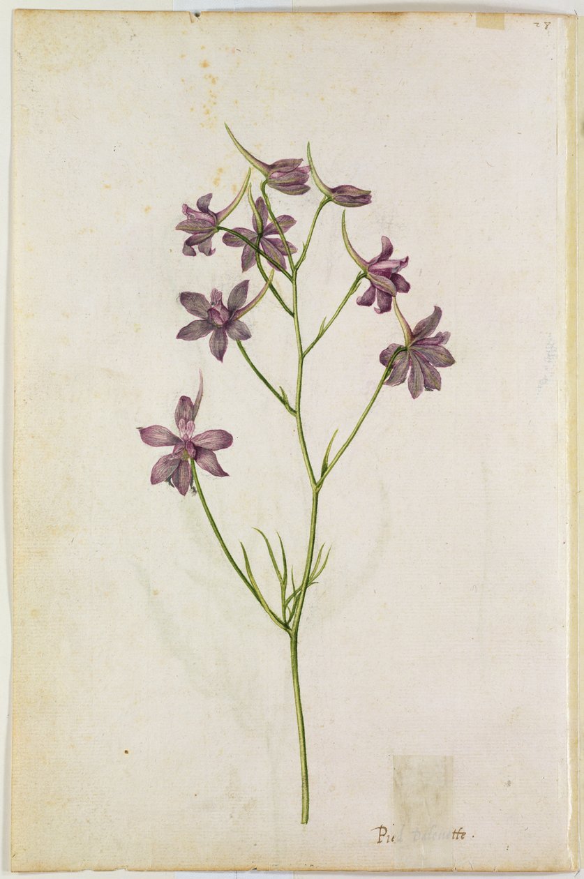 Delphinium ajacis, ca. 1568 af Jacques Le Moyne