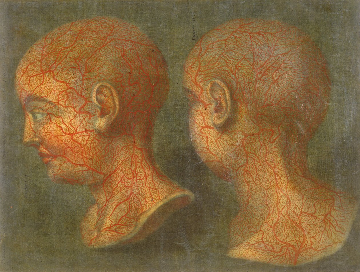 Overfladiske blodkar i hoved og hals, fra "Anatomie de la Tete", 1748 (mezzotint) af Jacques Fabien Gautier d