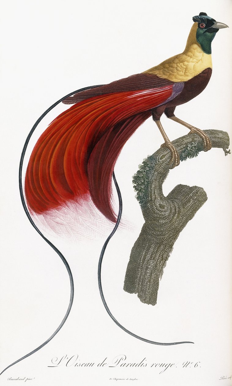 Rød Paradisfugl af Jacques Barraband