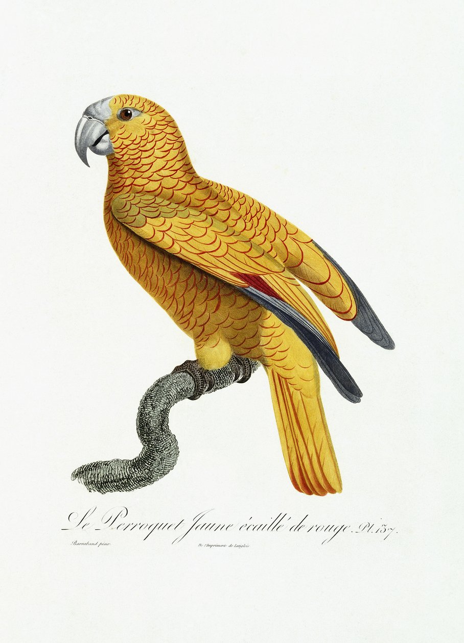 Gul og rød papegøje, c.1801-05 af Jacques Barraband