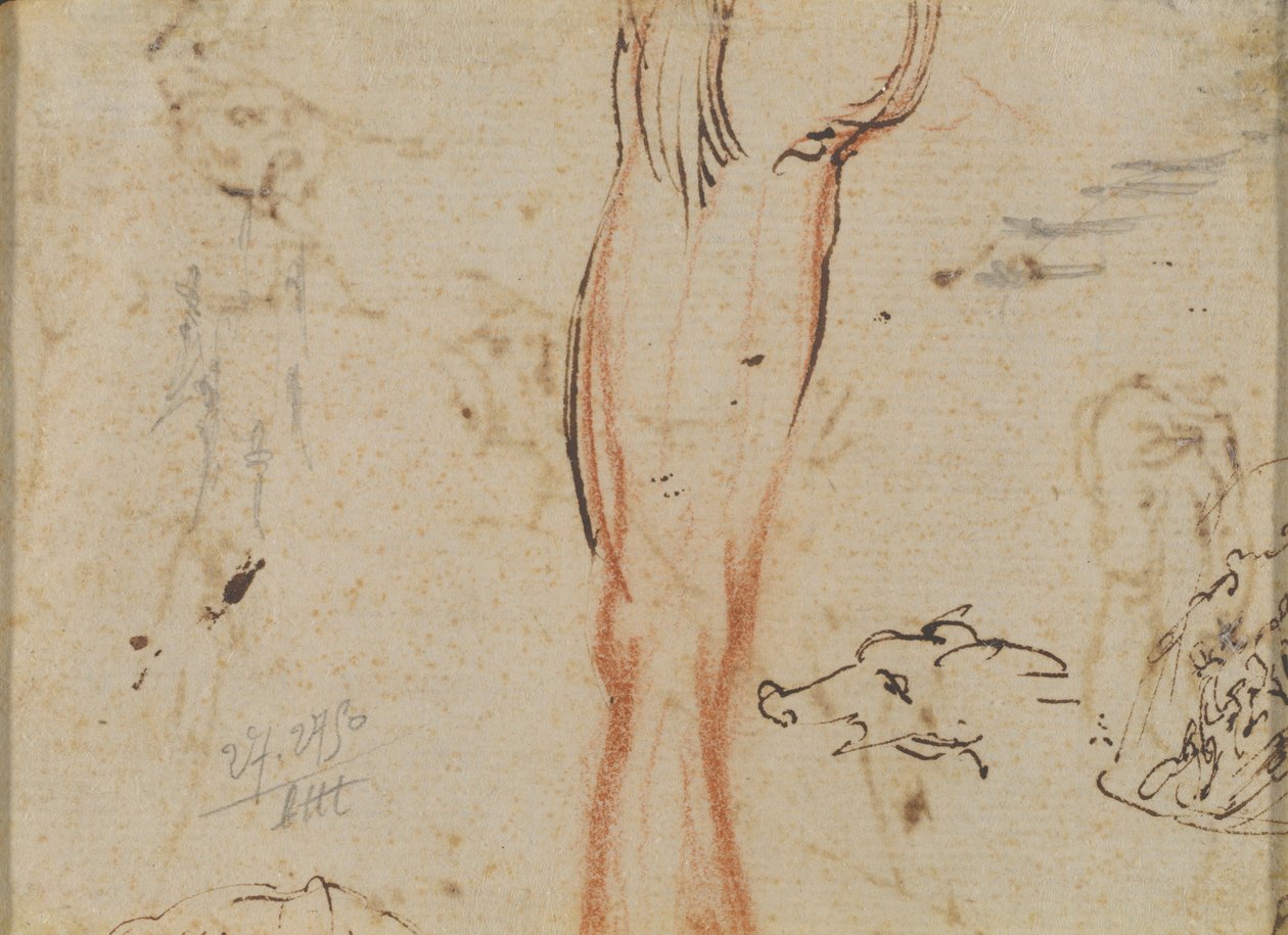 Et Ben og et Grisehoved af Jacques Callot