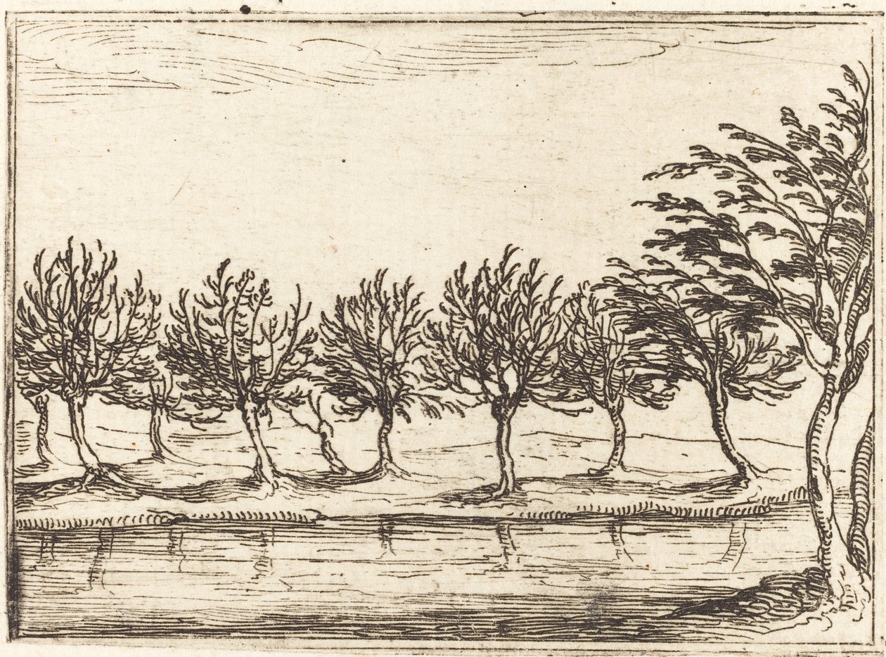 Piletræer ved Vandkanten af Jacques Callot