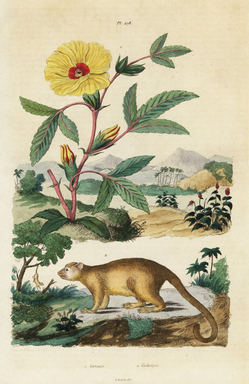 Kinkajou og Roselle. af Jacques Reyne Isidore Acarie Baron