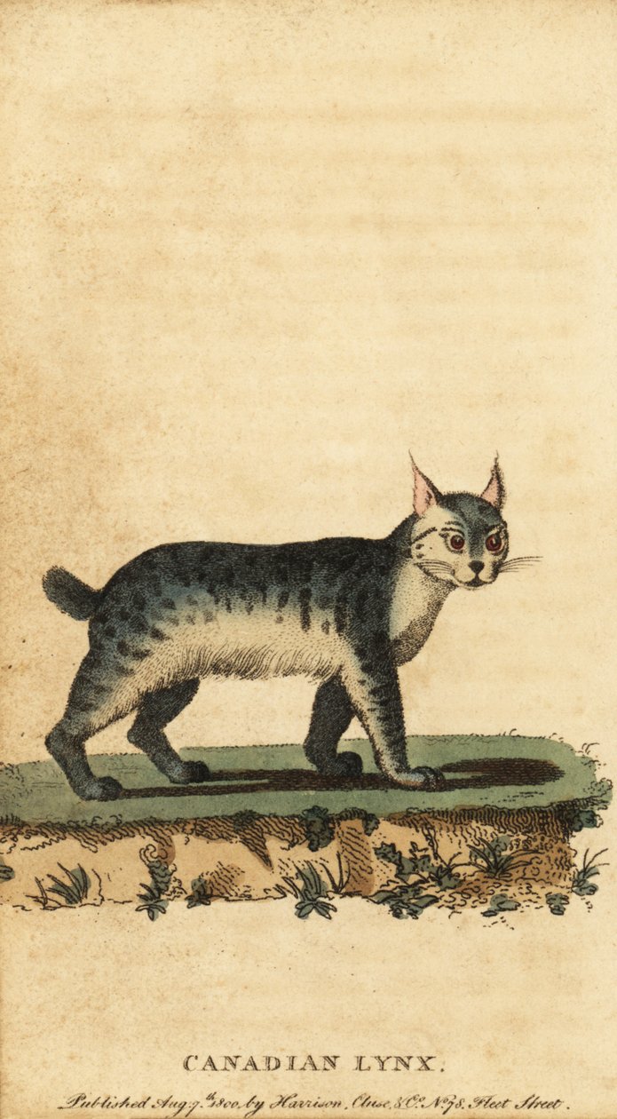 Canadisk los, Lynx canadensis., 1800 (gravering) af Jacques de Seve