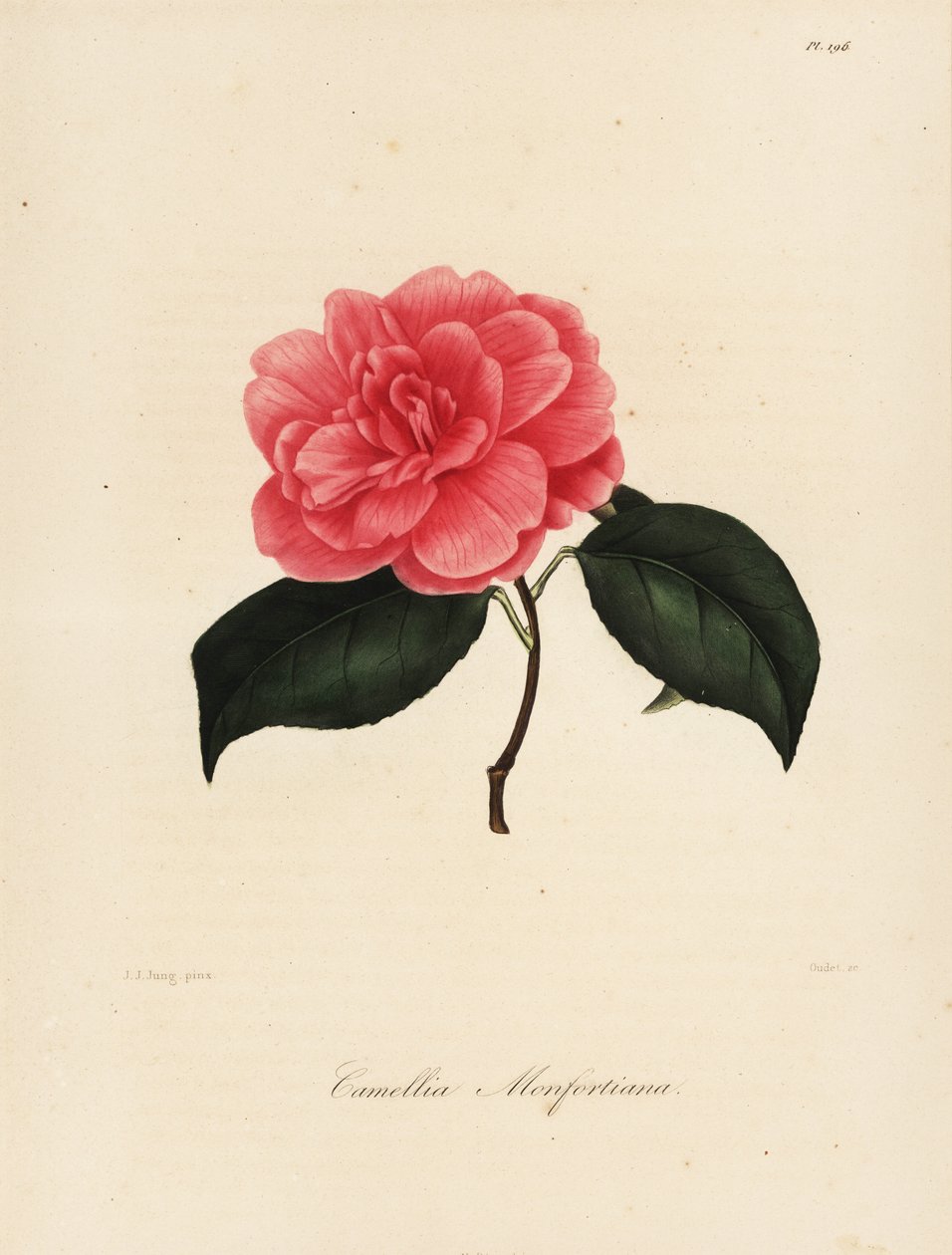 Sorten Camellia japonica, Camellia monfortiana af Jakob (after) Jung