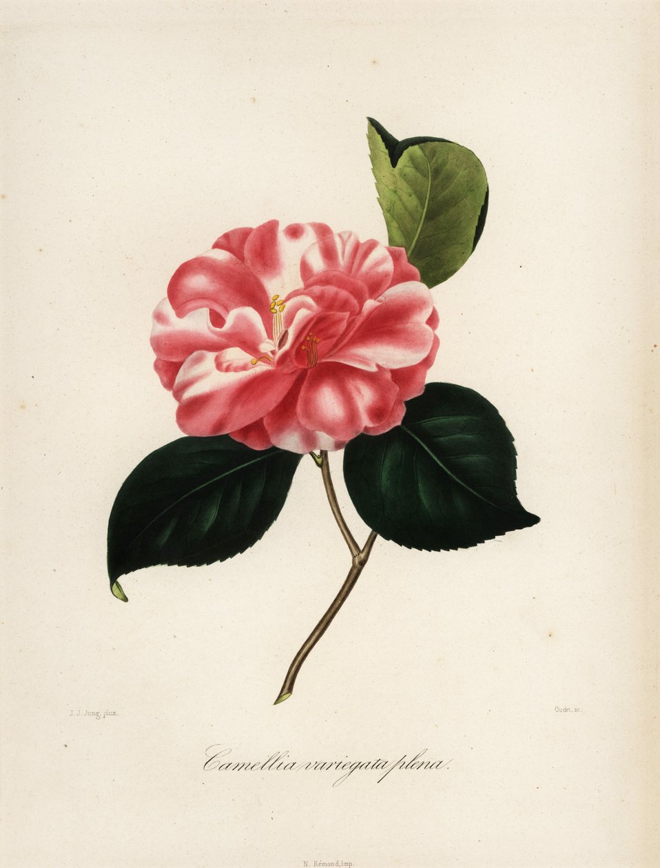 Sorten Camellia japonica, Camellia variegata plena af Jakob (after) Jung