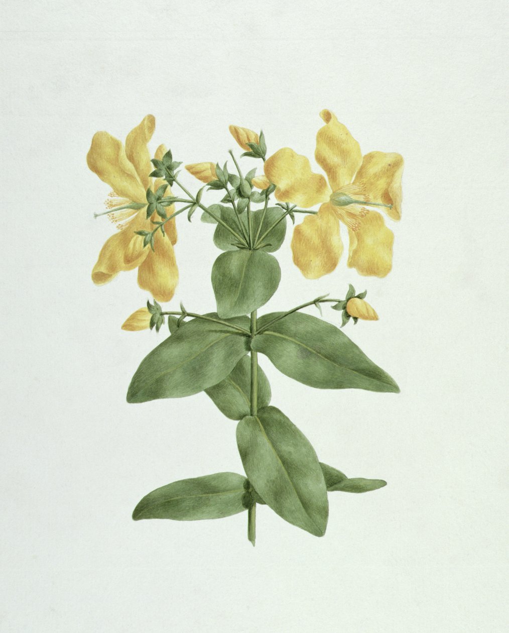 Feel-Fetch (Hypericum quartinianum) (wc over grafit på papir) af James Bruce