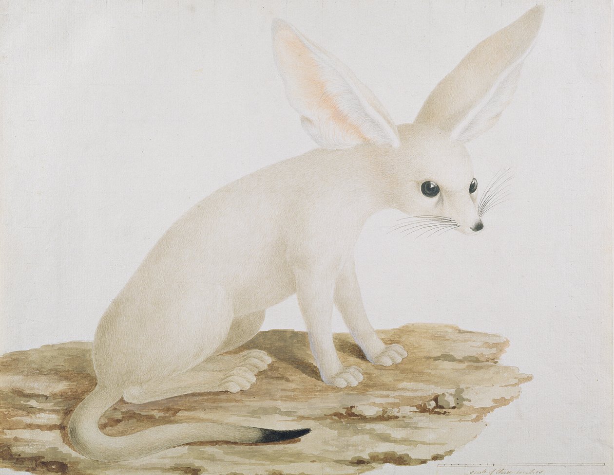 Fennec No. 3 Original af illustration i Rejser gennem Abessinien (wc og blæk på papir) af James Bruce