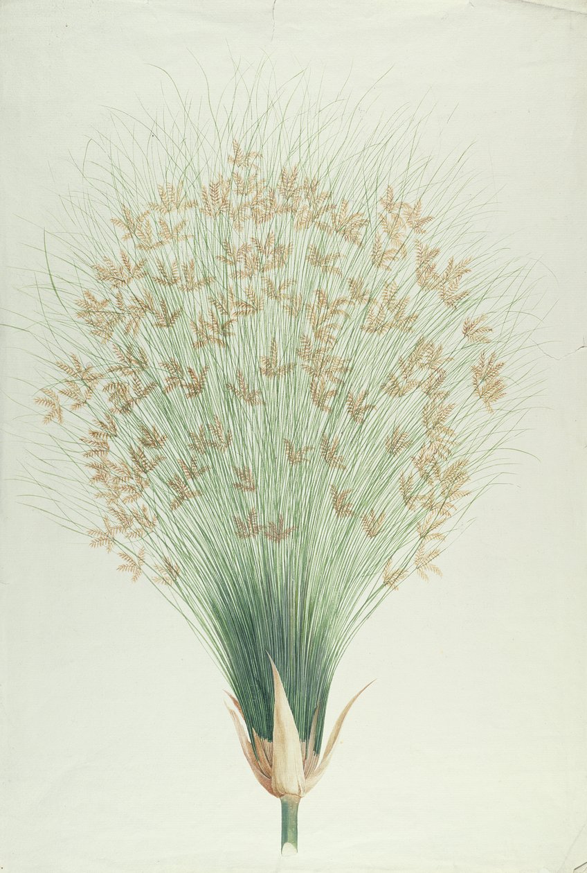Papyrus (wc over grafit på papir) af James Bruce