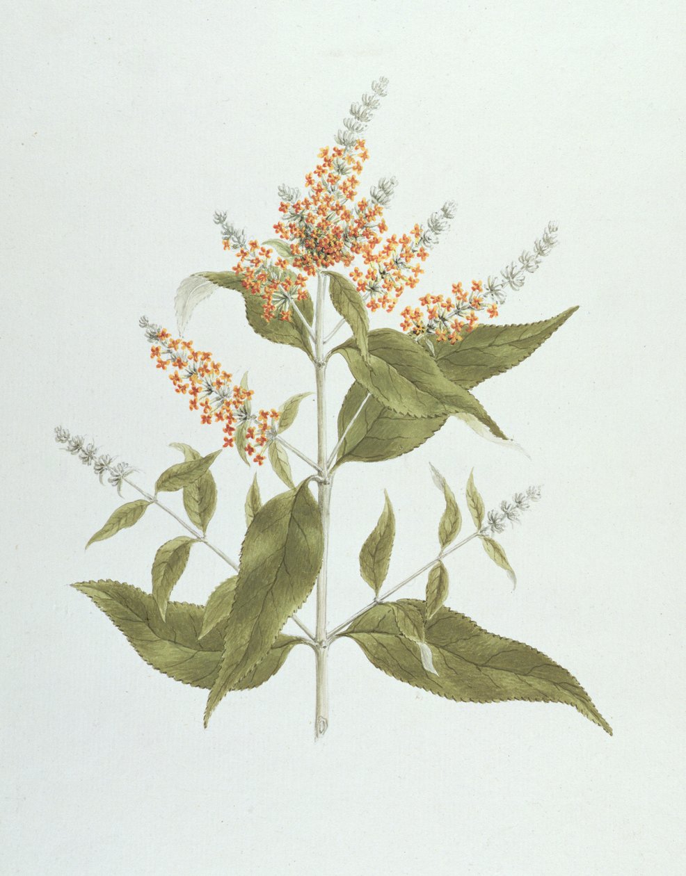 Umtar (Buddleia polystachya) (wc over grafit på papir) af James Bruce