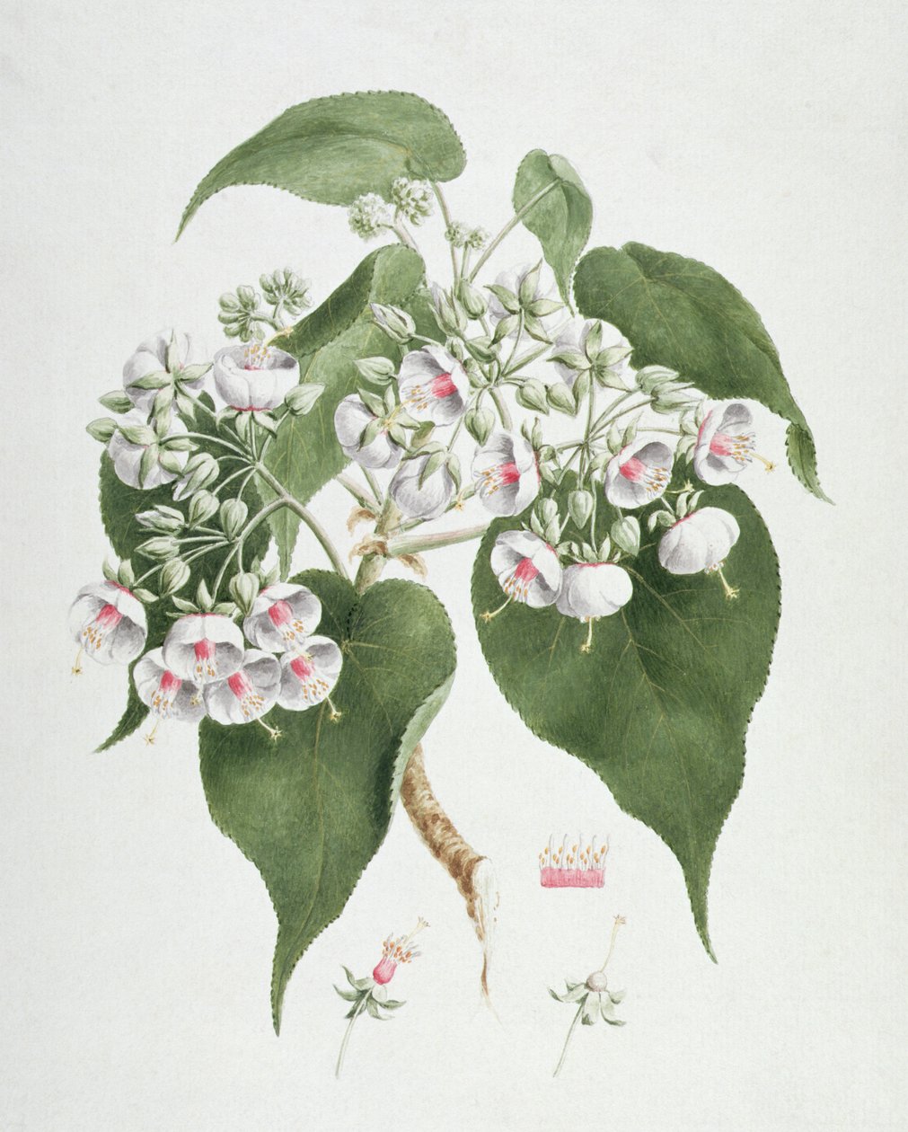 Walkuffa No.5 Dombeya torrida (wc over grafit på papir) af James Bruce