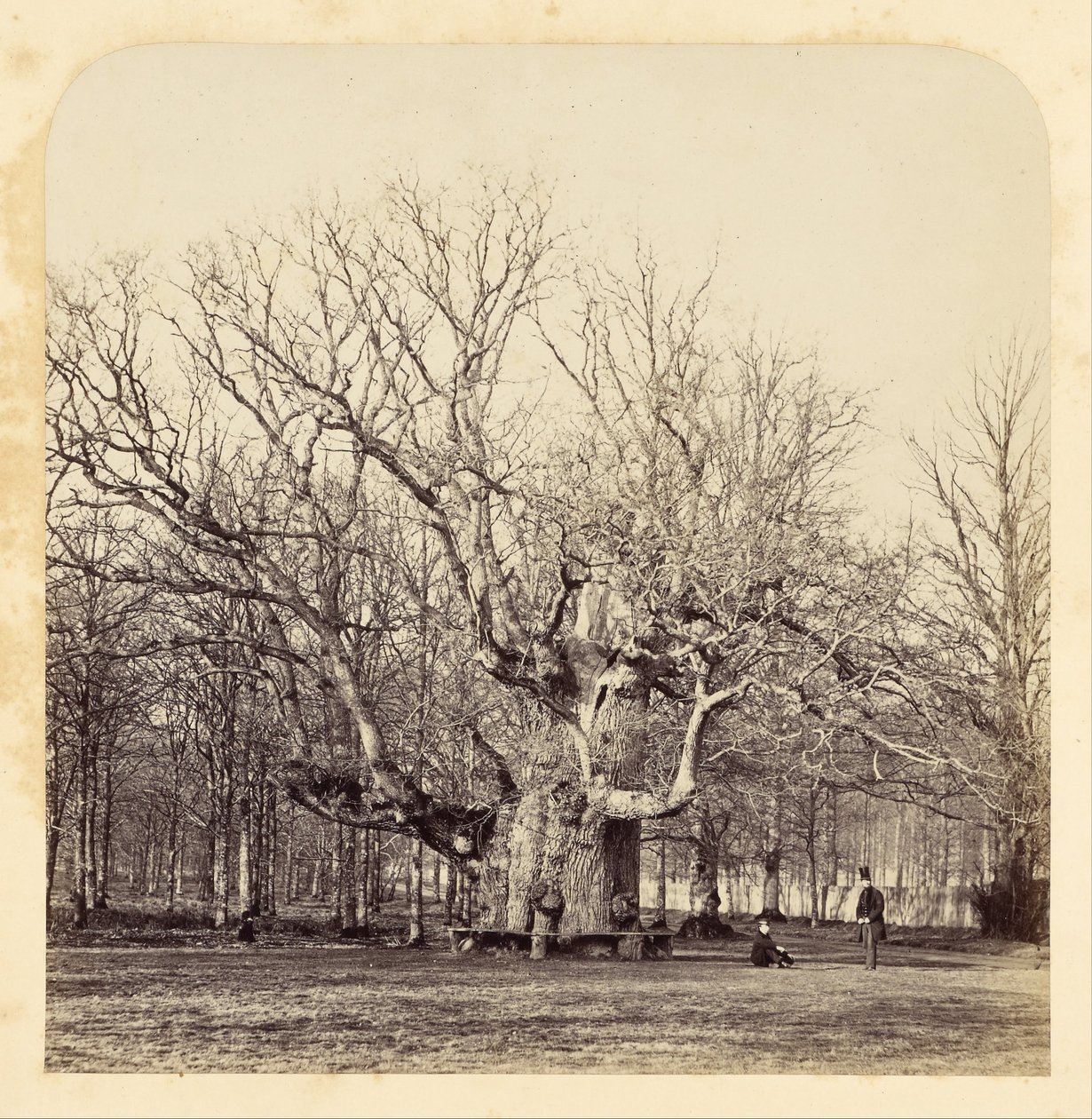 Gammel Pollard Eg ved Forest Gate af James Sinclair