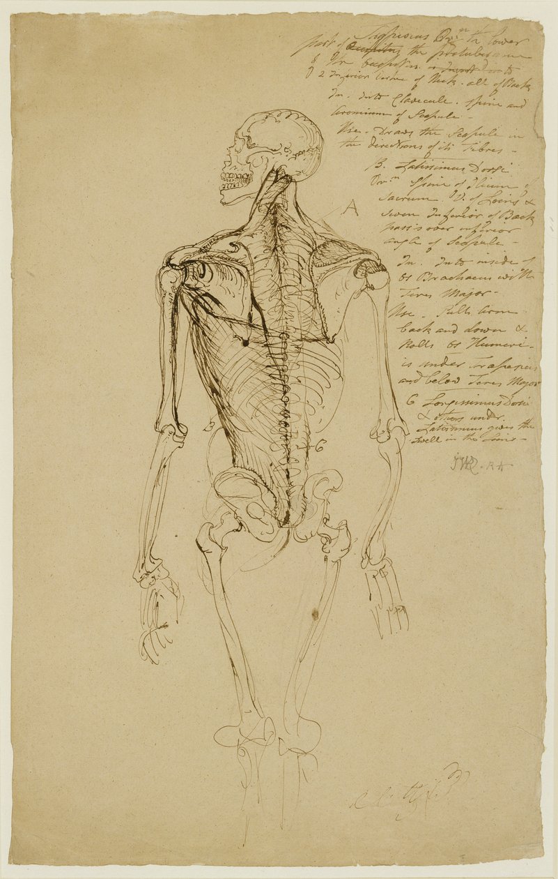 Tegning af en mands skelet (brun pen og blæk på papir) af James Ward