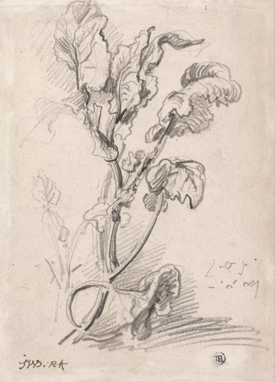 Planteundersøgelse af James Ward