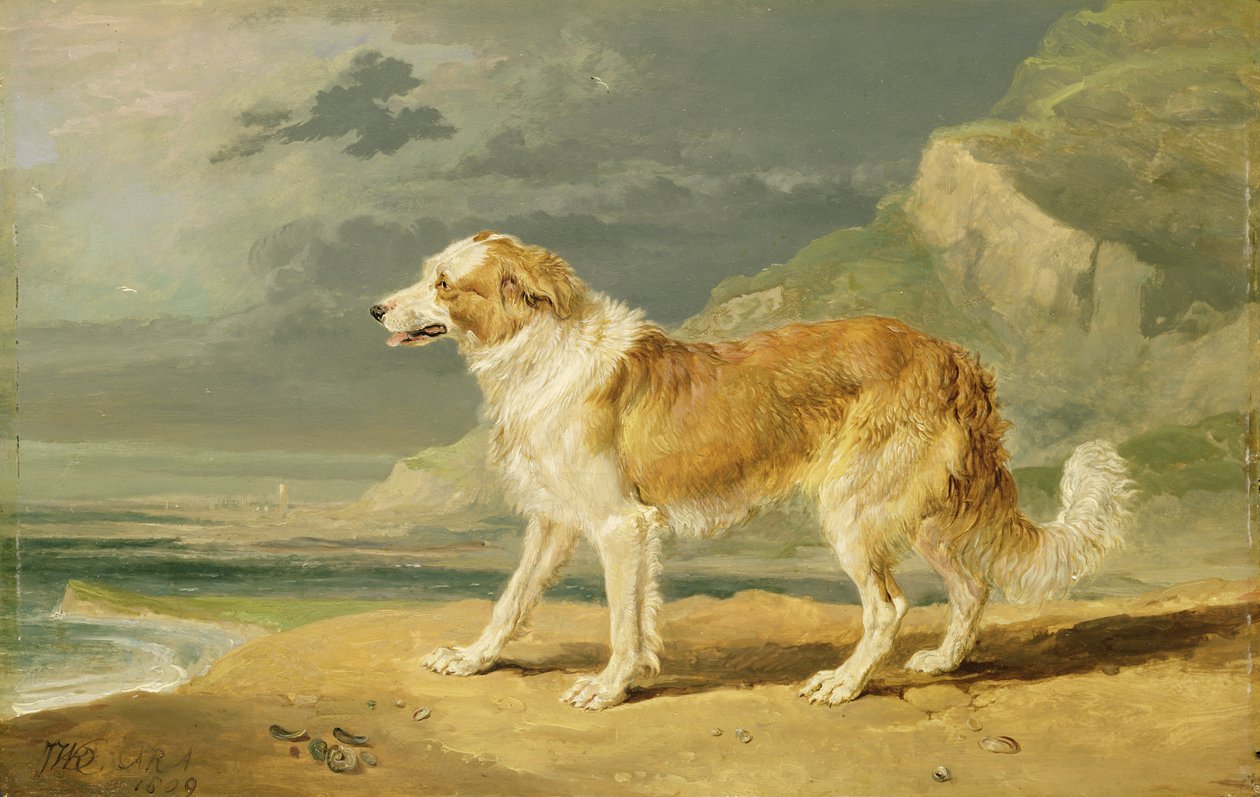 Rucoated Collie, 1809 af James Ward