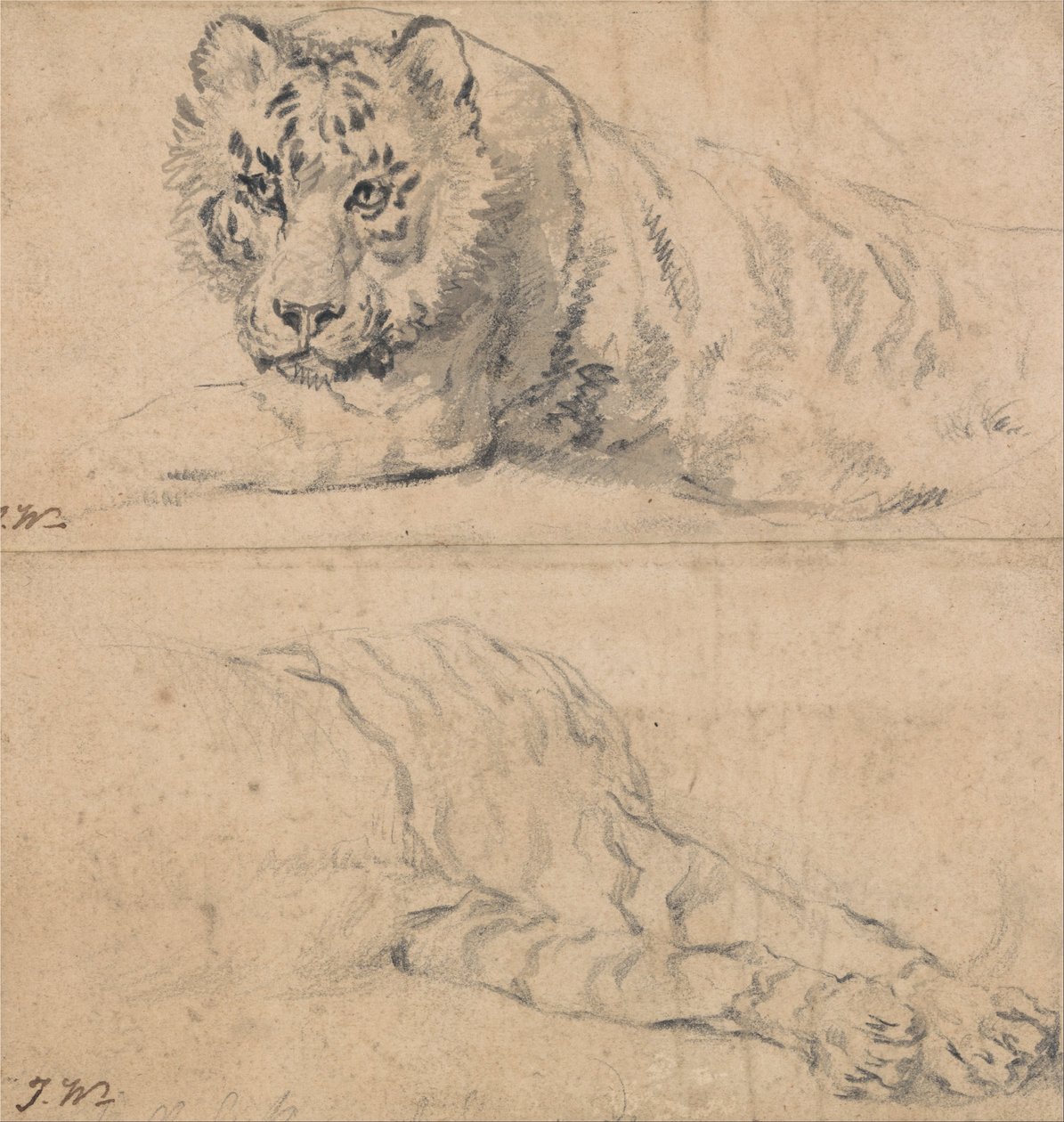 Studier af en tiger; ovenfor, hoved og skuldre; nedenunder, Bagpart af James Ward