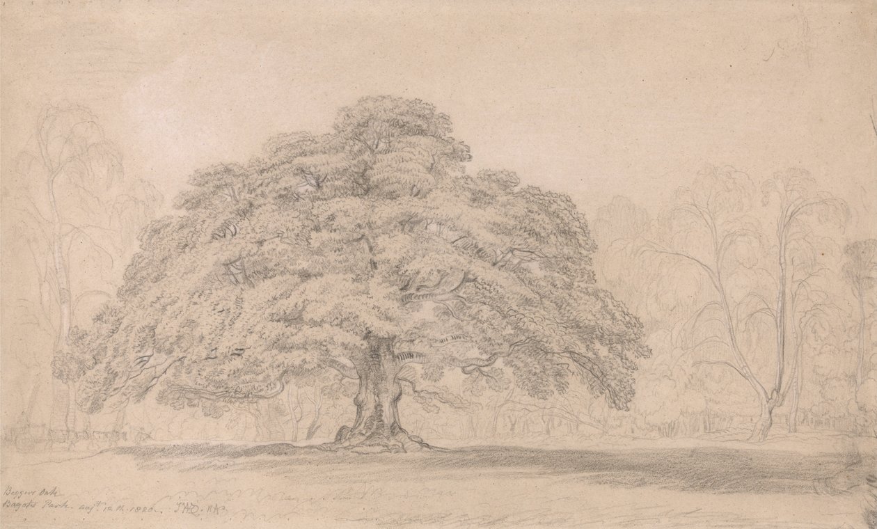 The Beggars Oak, Bagots Park, 12. august 1820 (Et fejret gammelt træ på Lord Bagots Blithfiel ... af James Ward