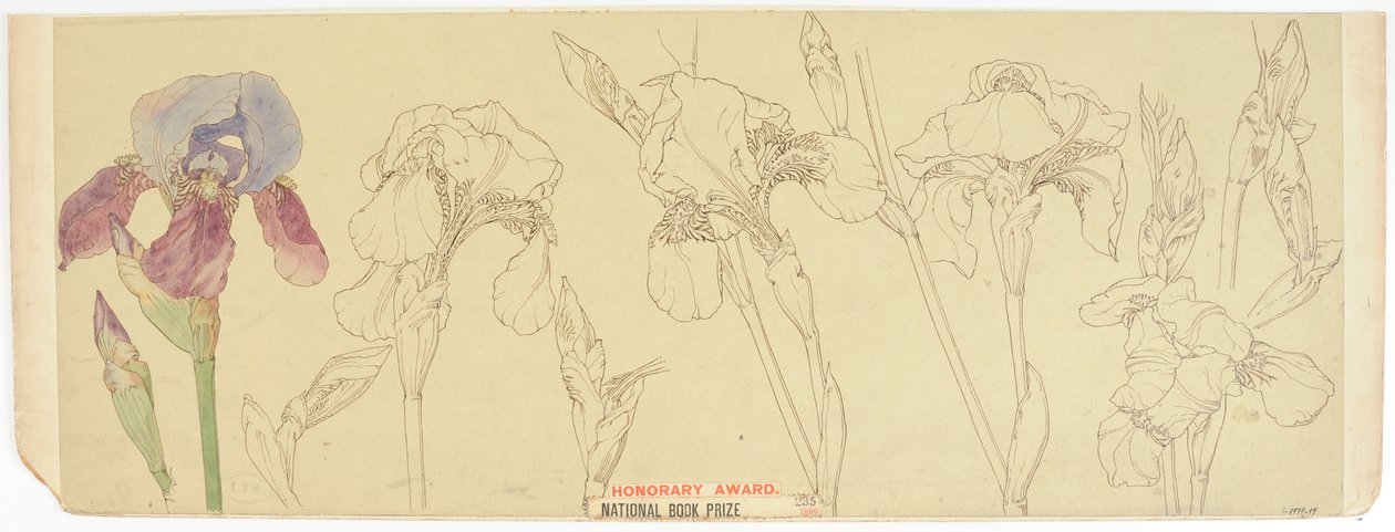 Botaniske studier, 1900-30 (wc på papir) af James Atherton