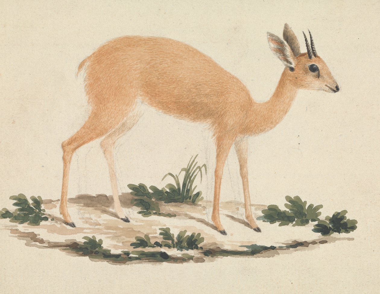 Madoqua (søster) af James Bruce