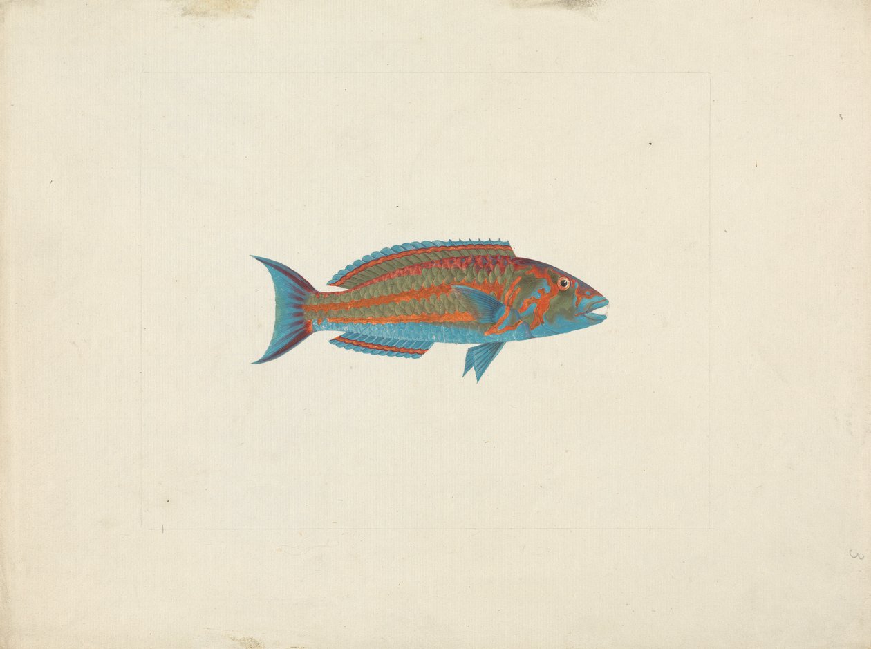 Uidentificeret fisk af James Bruce