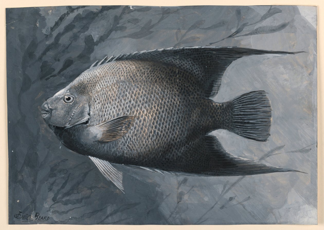 Englefisk af James Carter Beard