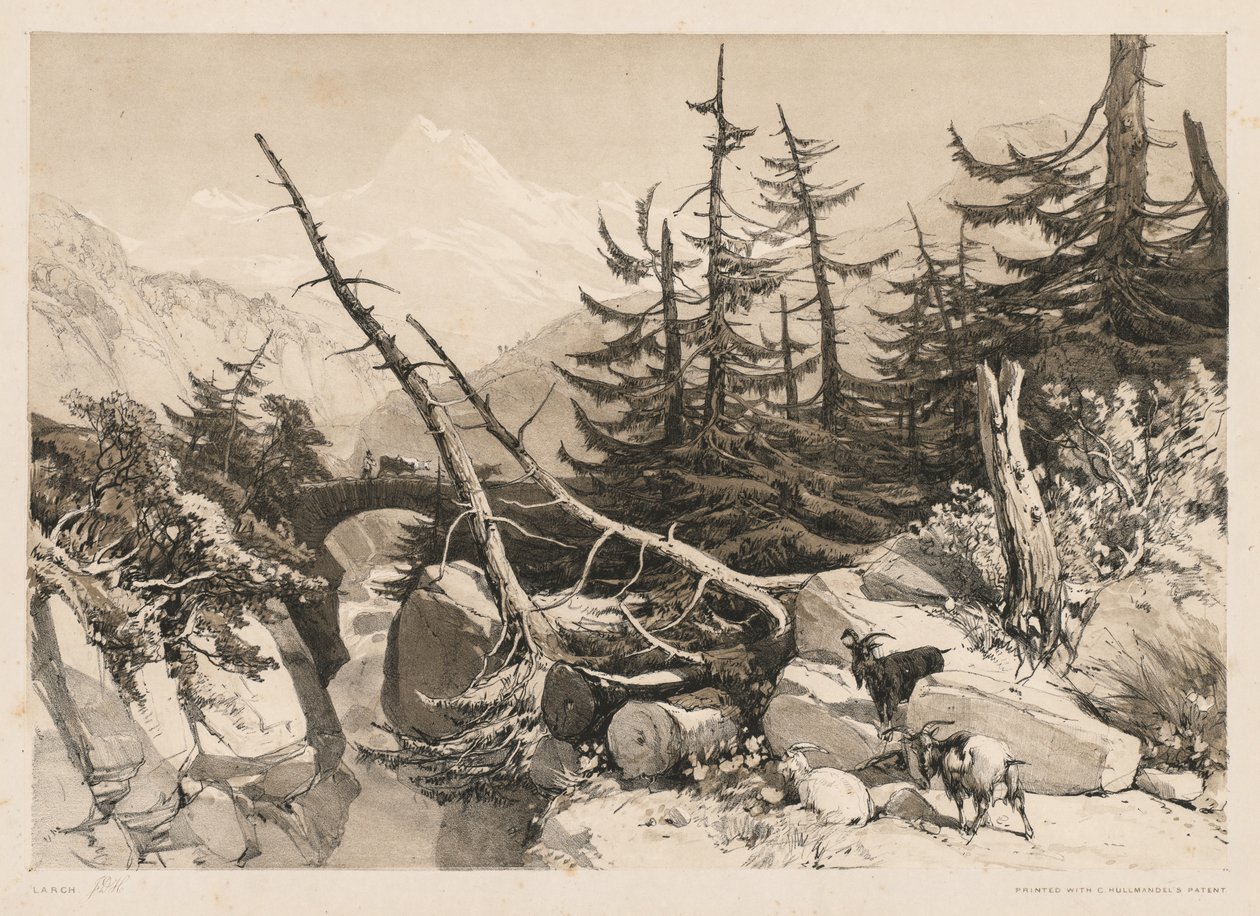 Fyrretræer og bro af James Duffield Harding