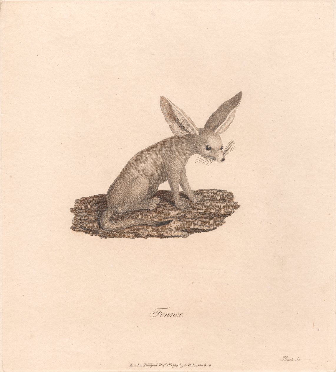 Fennec af James Heath