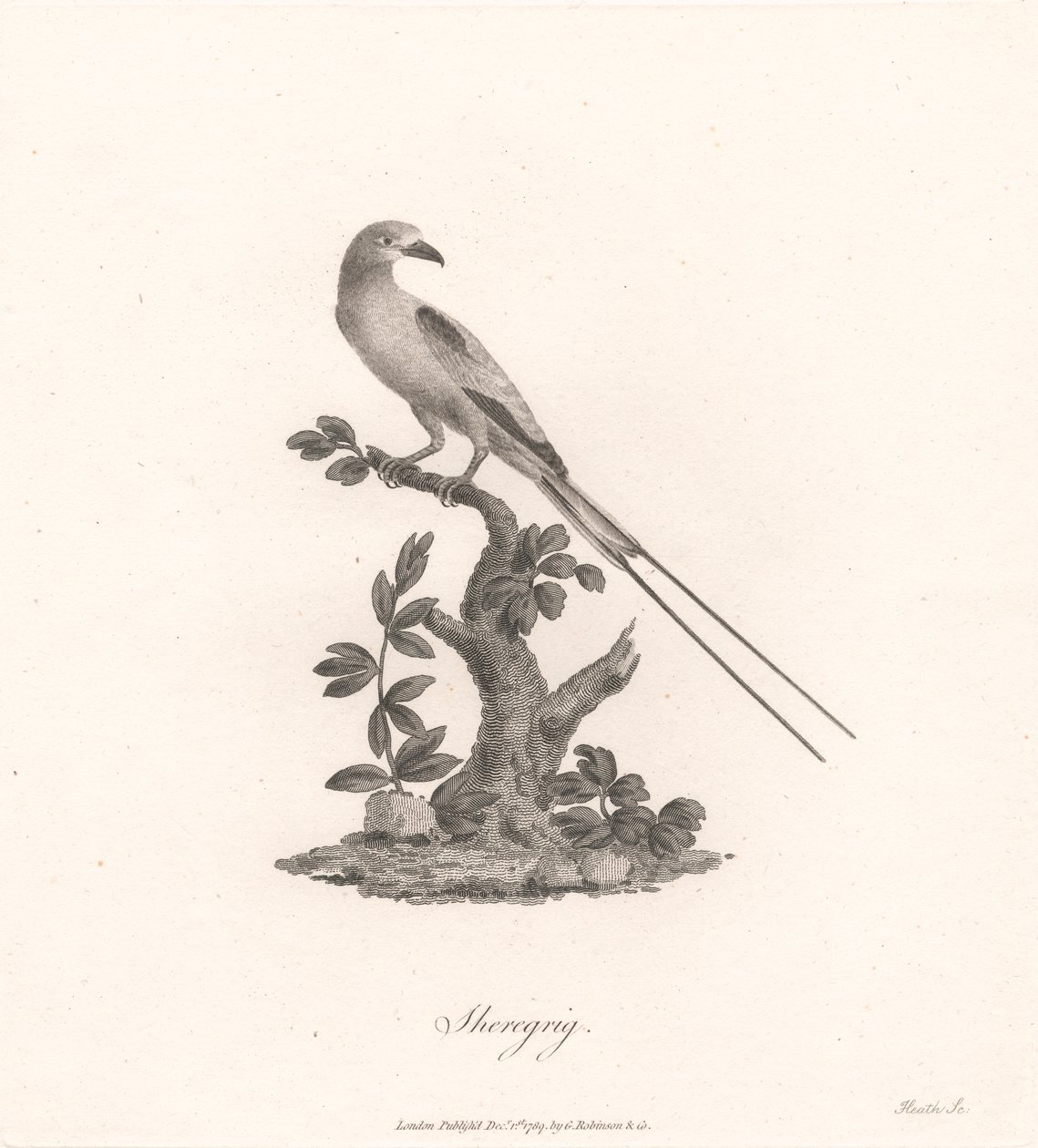 Sheregrig af James Heath