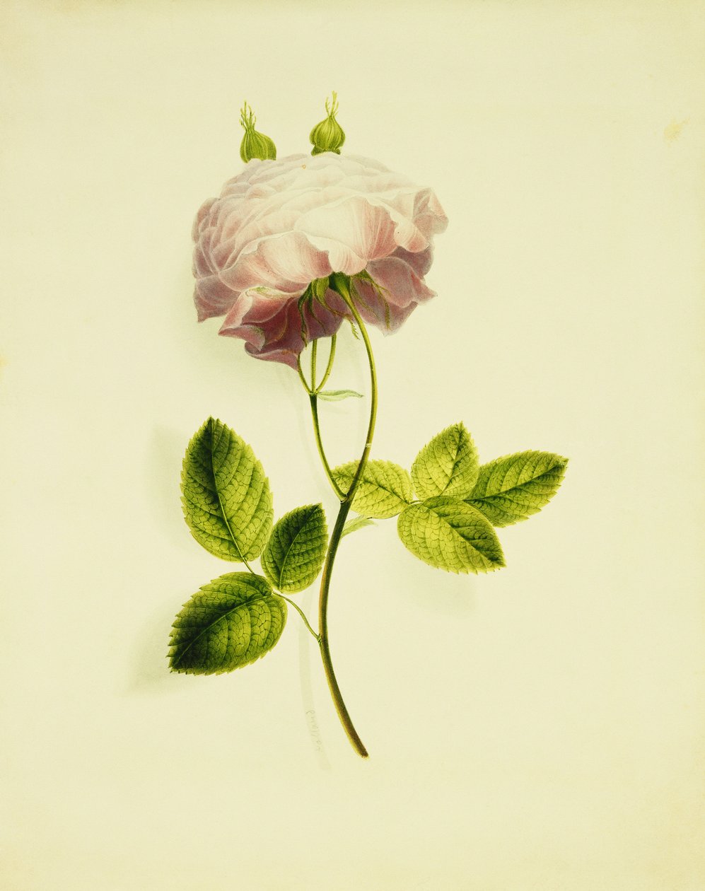 En lyserød rose, af James Holland