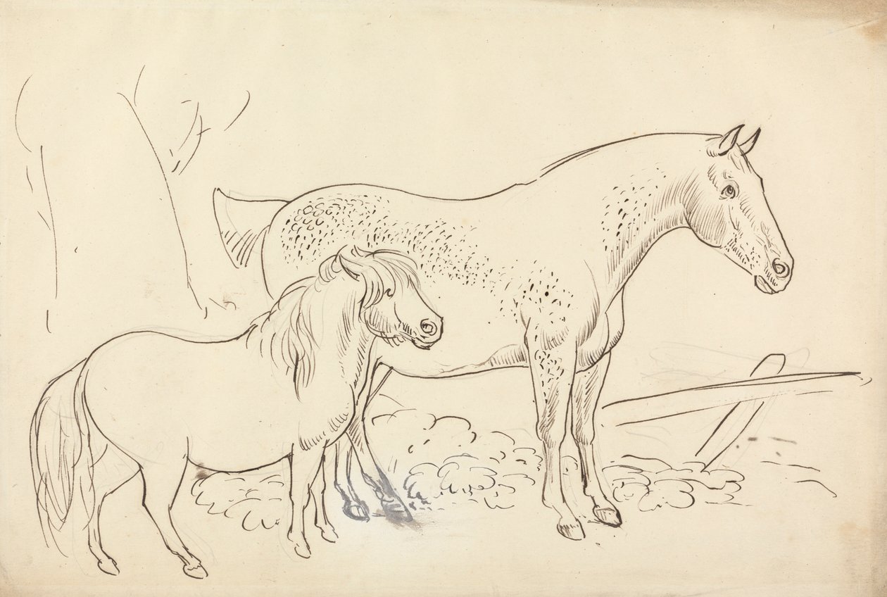 Hest og pony af James Howe