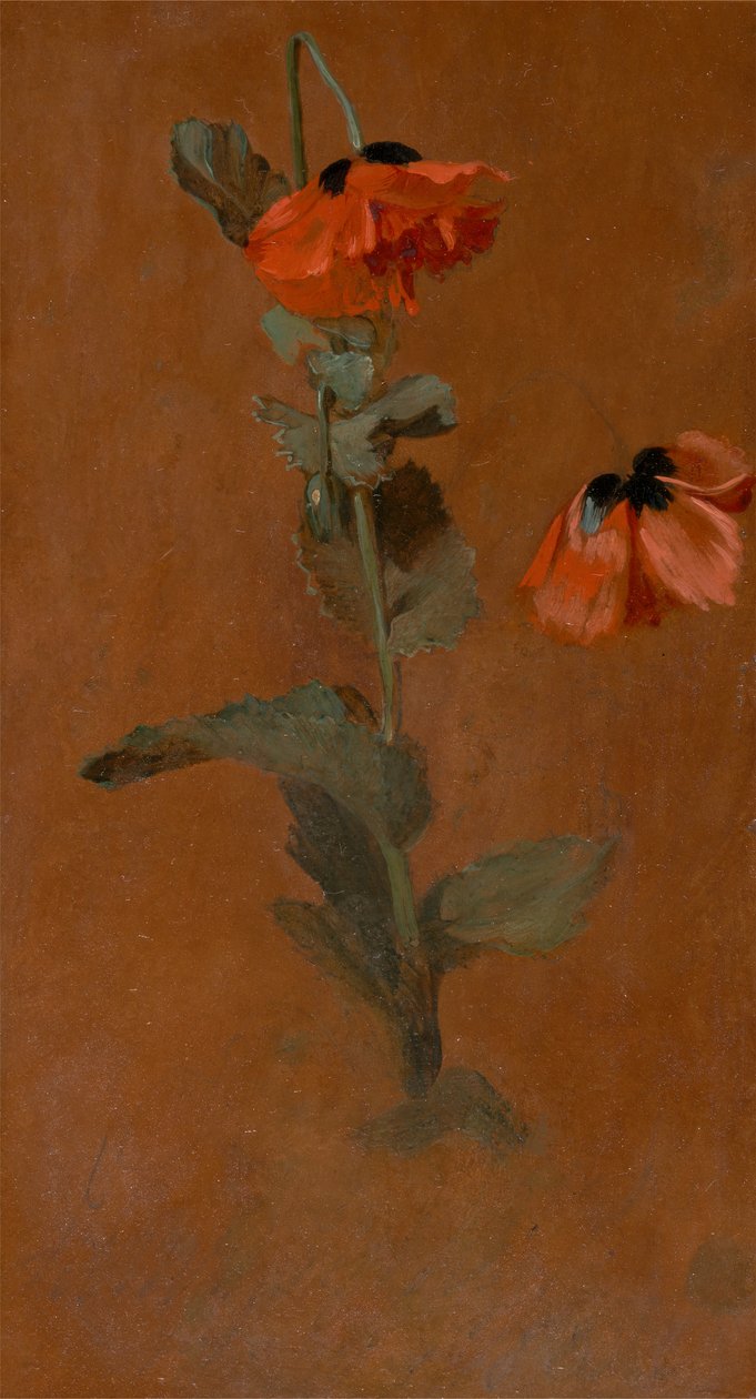 Studie af valmuer, 1832. af James Inskipp
