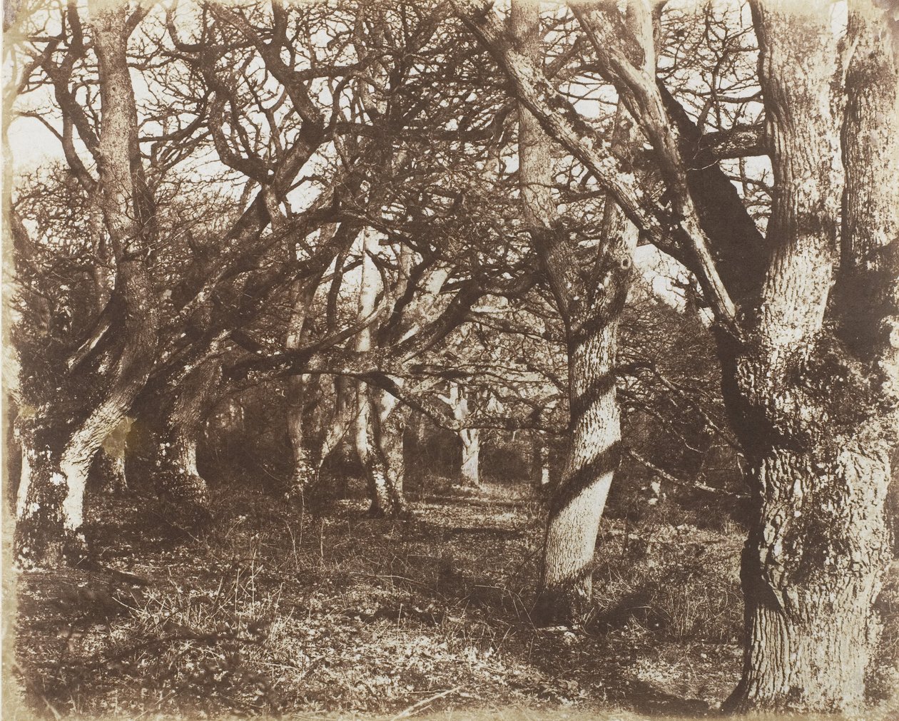 Et kig i Leigh Woods, 1853-56. af James Knight