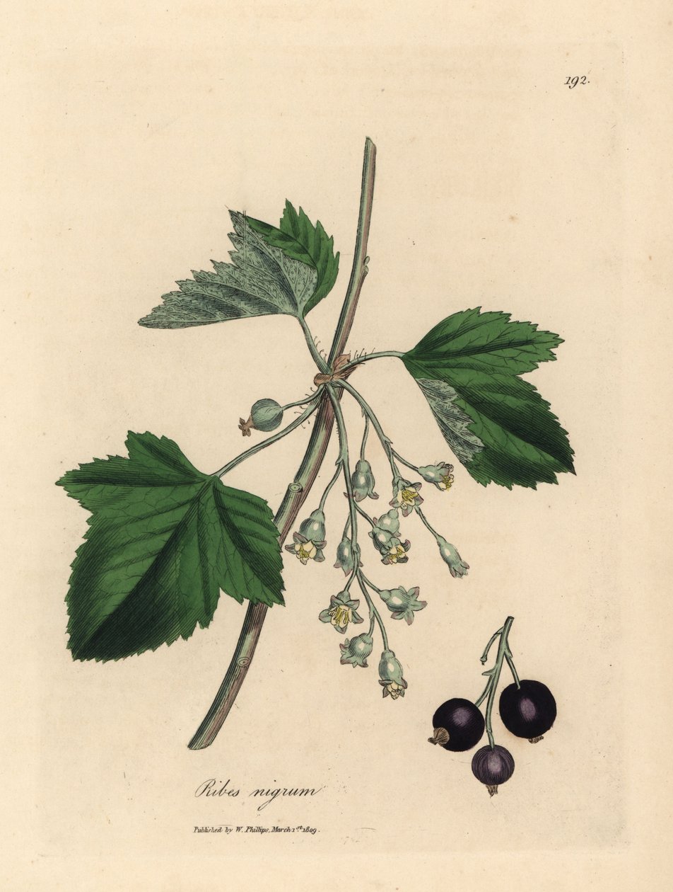 Solbærtræ, Ribes nigrum af James Sowerby