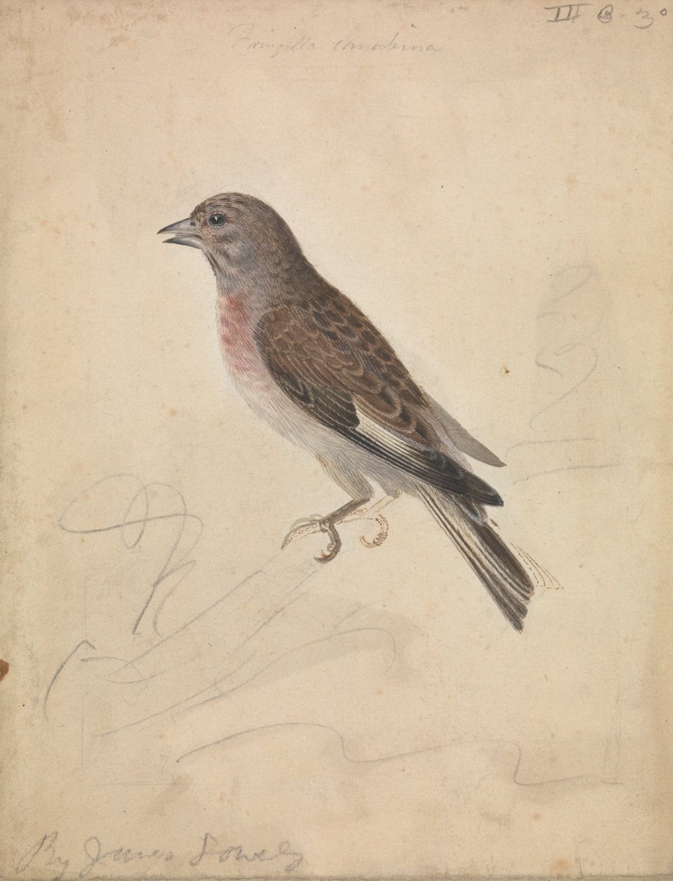 Almindelig Linnet af James Sowerby