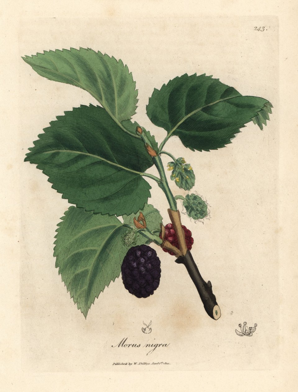 Almindelig morbærtræ, Morus nigra af James Sowerby