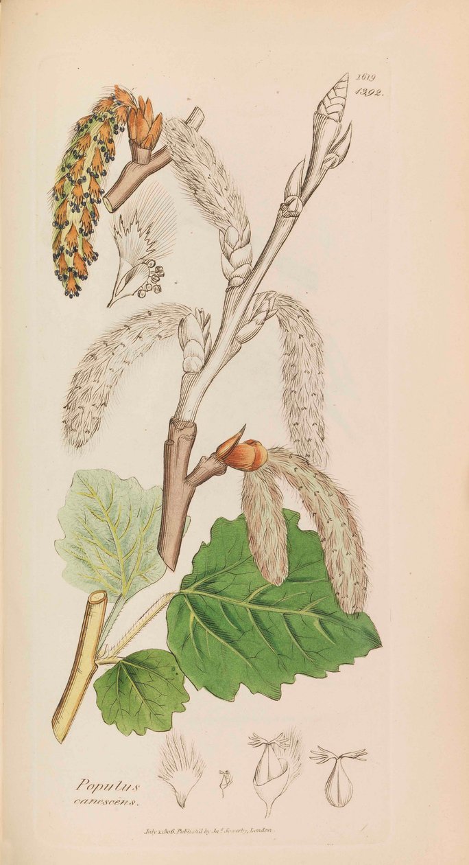 Engelsk botanik, 1790-1800. af James Sowerby