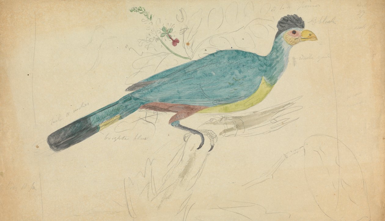 Fantastisk blå Turaco af James Sowerby