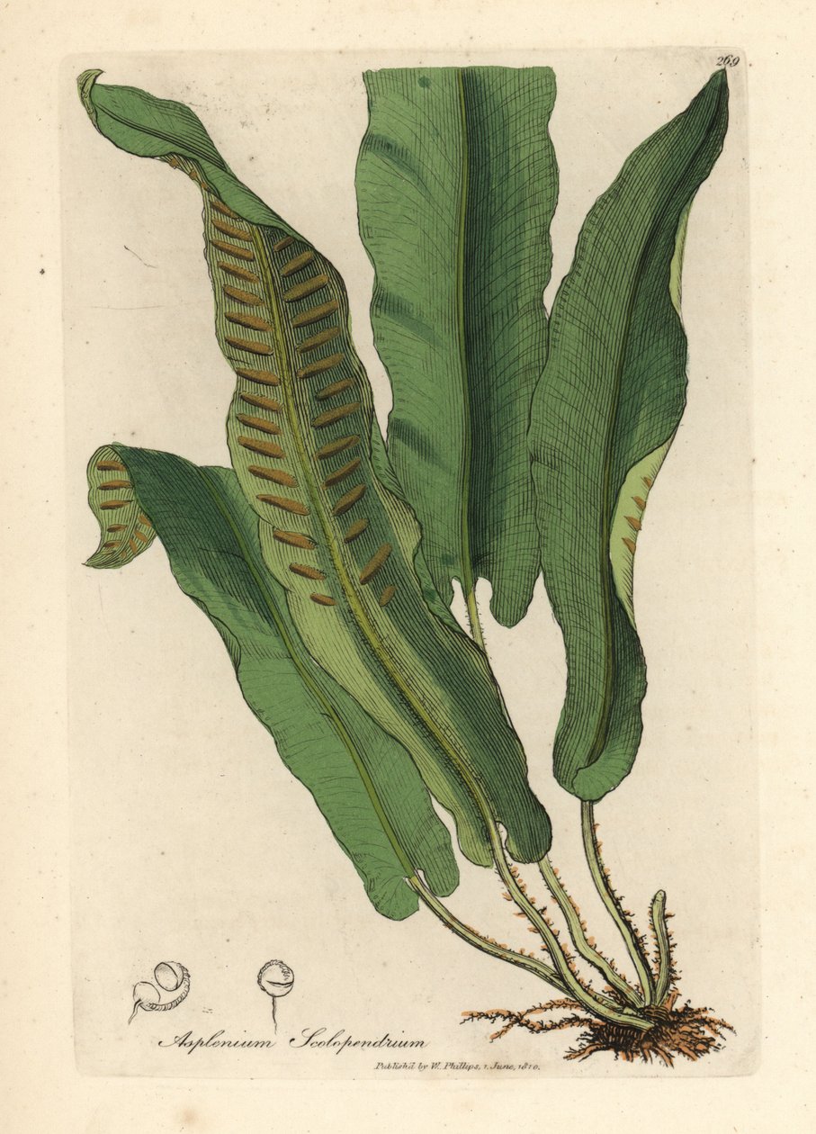 Harts-tunge bregne, Asplenium scolopendrium af James Sowerby