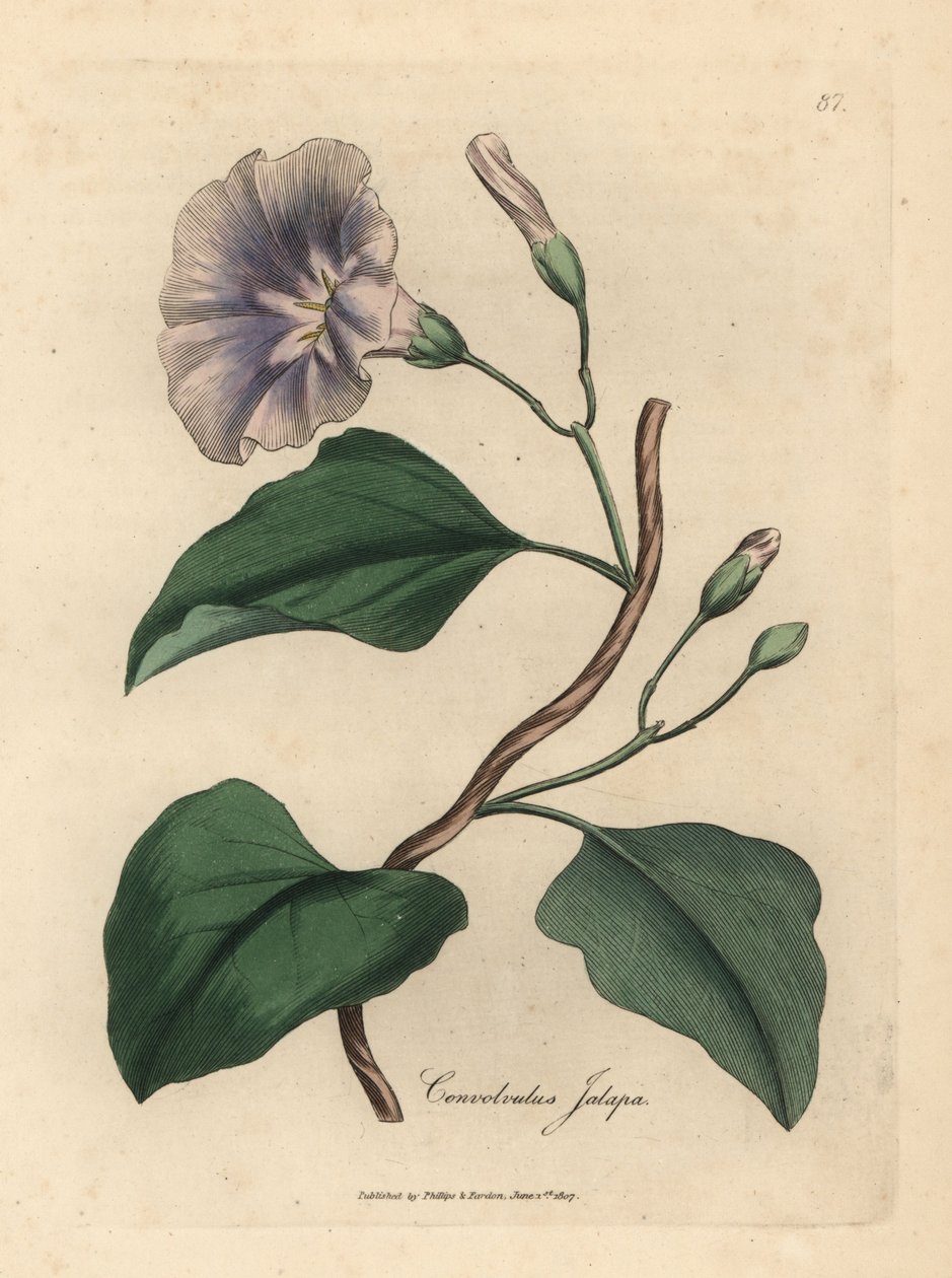 Syrenblomstret jalapbinde, Convolvulus jalapa af James Sowerby