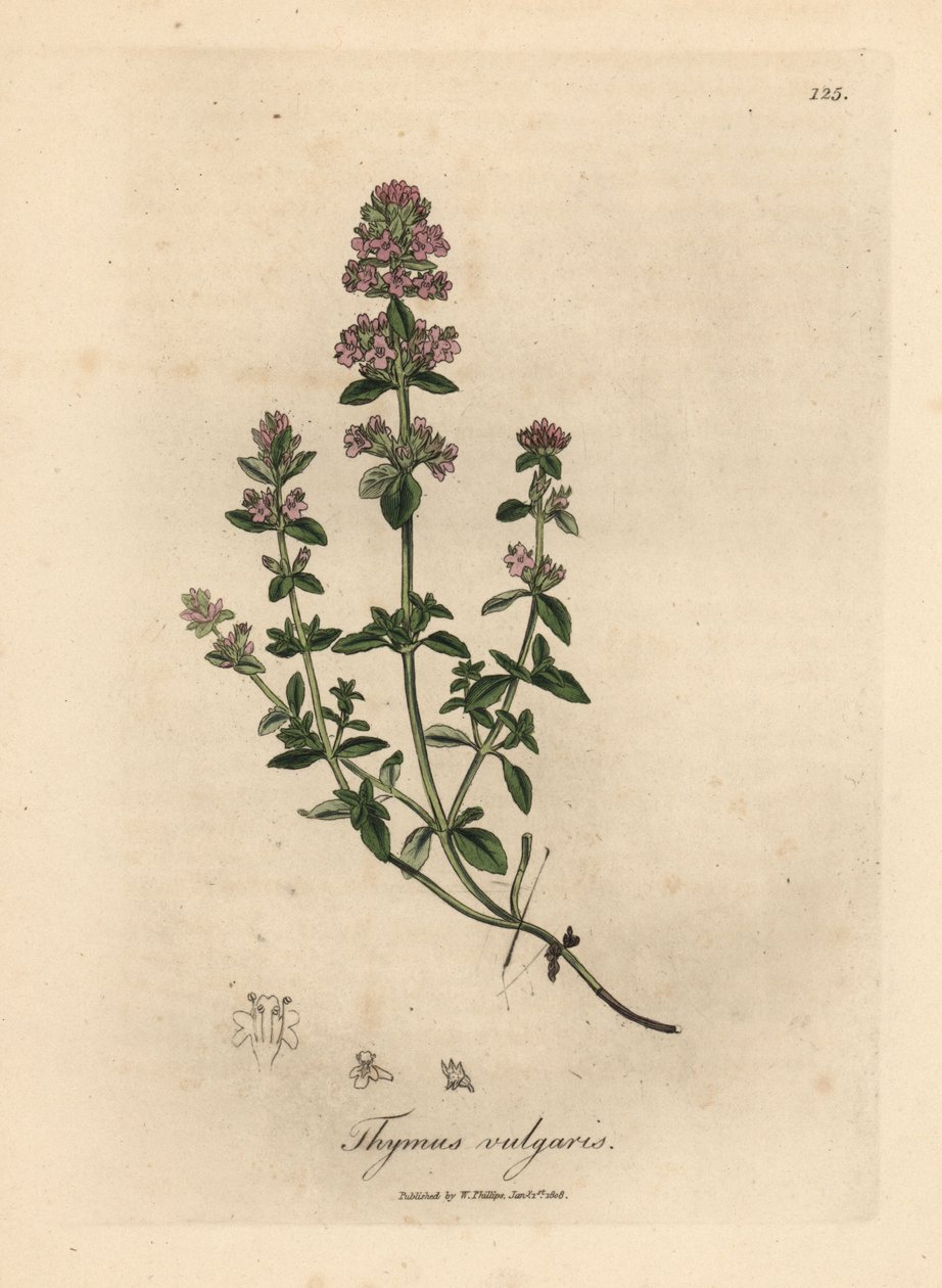 Lyserød blomstret havetimian, Thymus vulgaris af James Sowerby